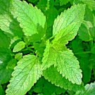 CITRONELLA LEMON BALM PERENNIAL 300 SEEDS MOSQUITO INSECT REPELLENT HERB NON-GMO