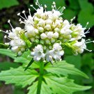 VALERIAN 300+ SEEDS SPRING SOW PERENNIAL HERB MEDICINAL SEDATIVE CATNIP BEES USA