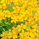 MEXICAN MINT MOSQUITO INSECT REPELLENT 25 SEEDS MARIGOLD HERB MEDICINAL NON-GMO