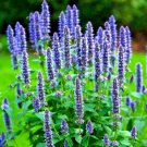 1000 KOREAN MINT SEEDS PERENNIAL BOGO SPECIAL!! HERB MOSQUITO INSECT REPELLENT