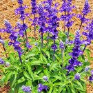 100+ SAGE SEEDS MOSQUITO REPELLENT HERB SPRING PERENNIAL HEIRLOOM DEER RESISTANT