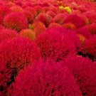 100+ RARE BURNING BUSH SEEDS COLD HARDY COLOR GRASS ORNAMENTAL DROUGHT HEDGE USA