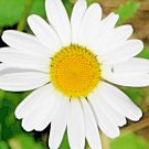 CHAMOMILE 2000+ SEEDS SPRING FLOWER TEAS DAISY MEDICINAL HERB CAMOMILE HEIRLOOM