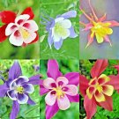 100 COLUMBINE MCKANA GIANTS SEEDS SPRING MIX PERENNIAL FLOWER DEER RESISTANT USA