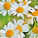 1000 ROMAN CHAMOMILE SEEDS PERENNIAL SPRING GROUNDCOVER HEIRLOOM EDIBLE HERB USA