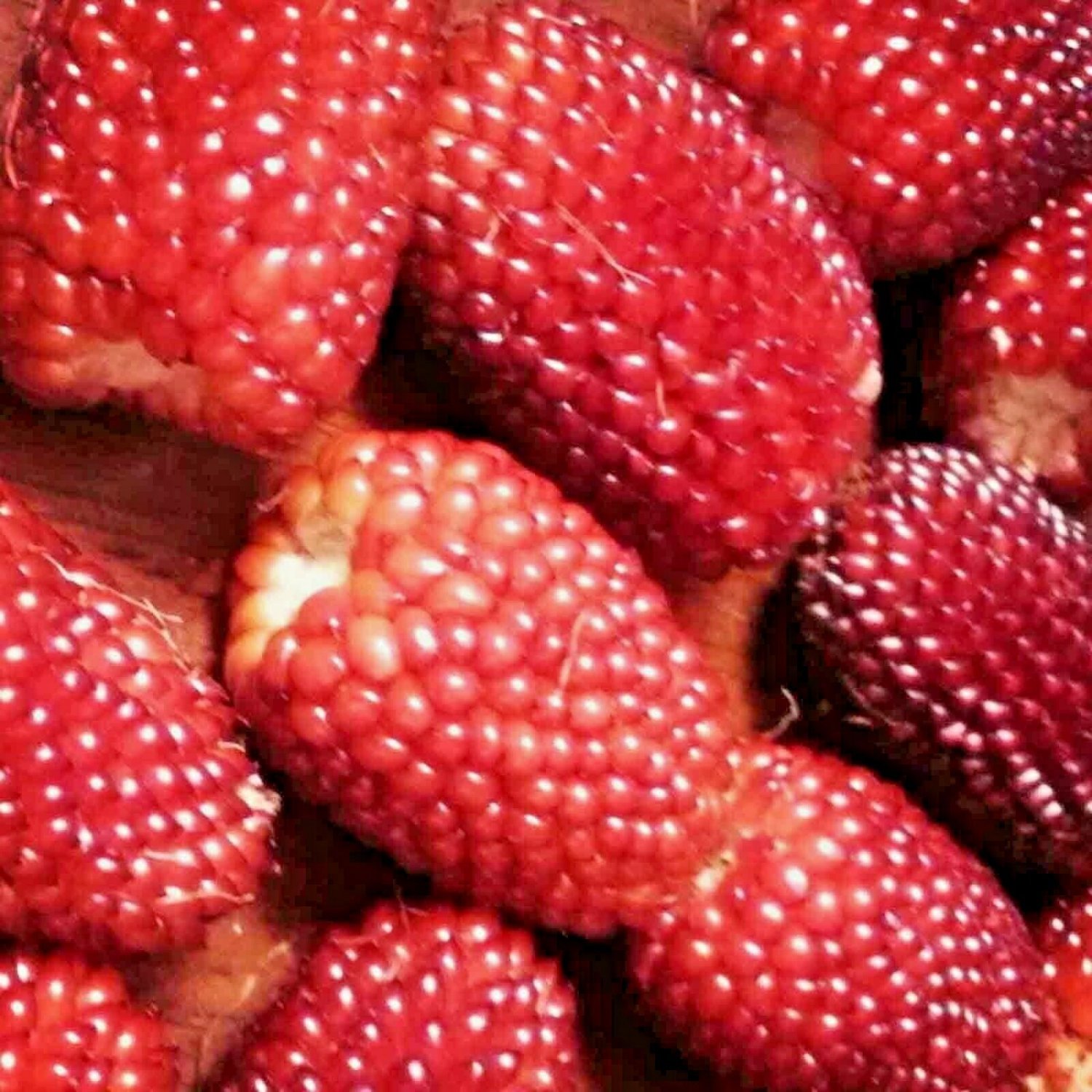 STRAWBERRY CORN RARE RUBY RED SPRING SWEET HEIRLOOM NON-GMO POPCORN 20 SEEDS USA