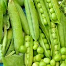 100+ OREGON SUGAR POD PEAS SEEDS HEIRLOOM NON GMO DOUBLES VEGETABLE GARDEN USA