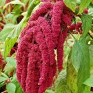 AMARANTH 500+ SEEDS LOVE LIES BLEEDING RARE FLOWER GARDEN HEIRLOOM NON-GMO USA