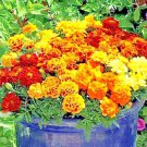 200+ POT MARIGOLD SEEDS MOSQUITO BUG REPELLENT SPRING MIX DWARF FLOWER MEDICINAL