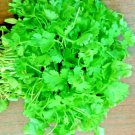 600+ CILANTRO SEEDS MEXICAN CORIANDER PEST REPELLENT SLOWBOLT HEIRLOOM HERB USA
