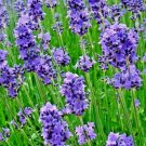 500+ LAVENDER SEEDS SPRING PERENNIAL MOSQUITO BUG REPELLING FALL HERB NON-GMO US