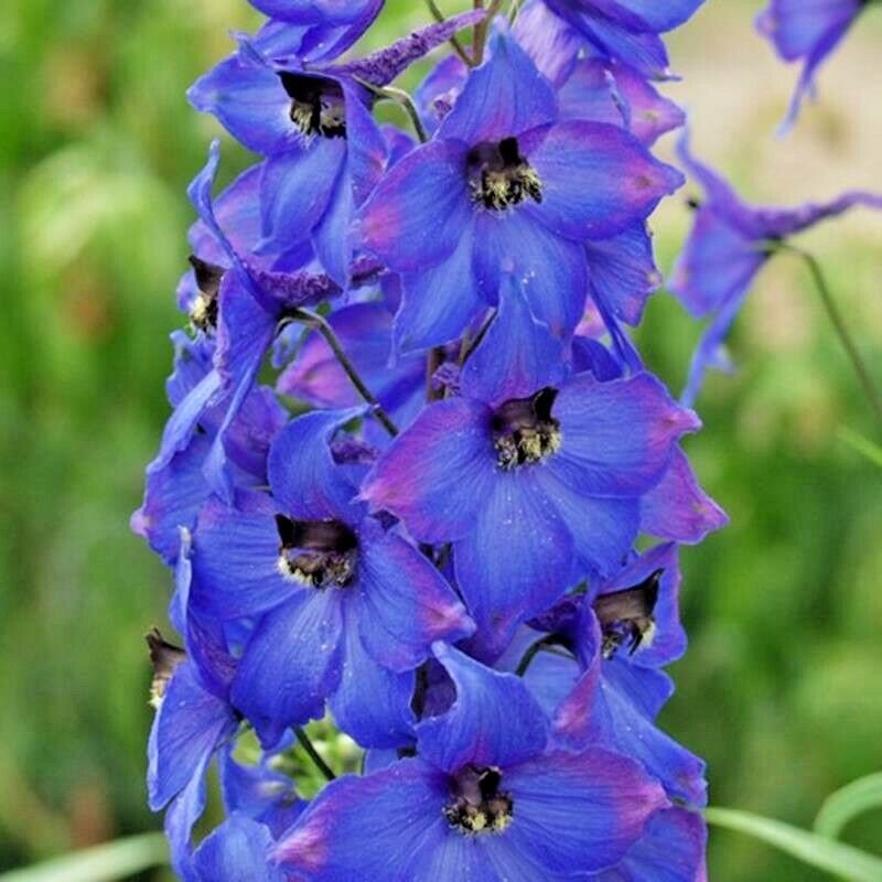 PENSTEMON SPRING PERENNIAL DWARF FLOWER MIX DROUGHT TOLERANT 50 SEEDS BEES USA