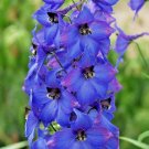 PENSTEMON SPRING PERENNIAL DWARF FLOWER MIX DROUGHT TOLERANT 50 SEEDS BEES USA