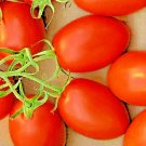 ROMA TOMATO 100 SEEDS NON-GMO VEGETABLE GARDEN HEIRLOOM TASTY SAUCES USA SELLER