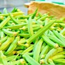 300 SEEDS OKRA CLEMSON GARDEN VEGETABLE HEIRLOOM ALL-AMERICAN WINNER NON-GMO USA