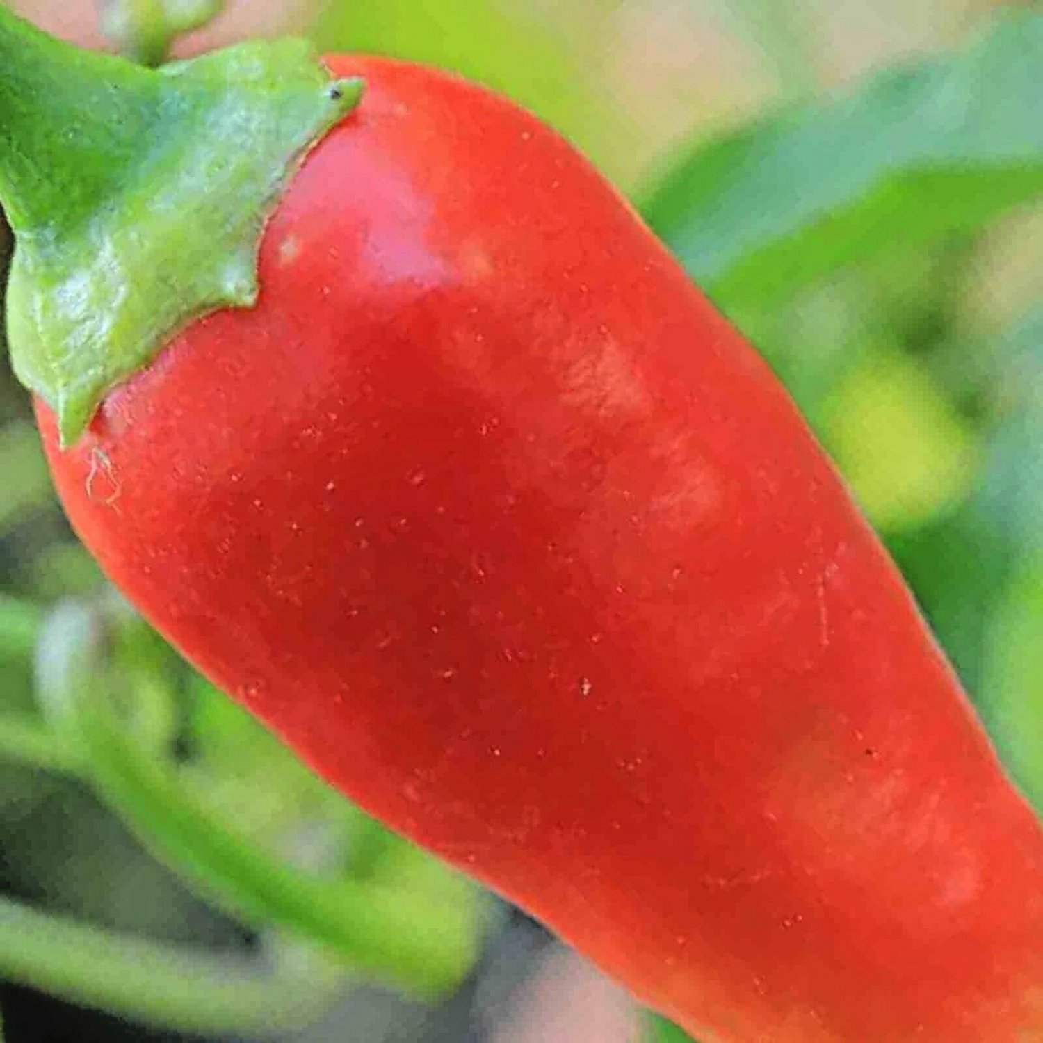 CAYENNE RED PEPPER GIANTS NON-GMO HEIRLOOM VEGETABLE GARDEN 30 SEEDS NON-GMO USA