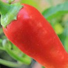 CAYENNE RED PEPPER GIANTS NON-GMO HEIRLOOM VEGETABLE GARDEN 30 SEEDS NON-GMO USA