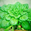 400+ SPINACH BLOOMSDALE SEEDS SPRING GARDEN VEGETABLE SALAD HEIRLOOM NON-GMO USA