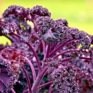 KALE BORECOLE RED 300 SEEDS SPRING SALADS GARDEN VEGETABLE DEER RESISTANT USA