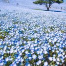 BABY BLUE EYES 300+ SEEDS FLOWERS GROUNDCOVER DROUGHT TOLERANT WILDFLOWER FALL