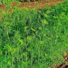 350 SEEDS DILL AUTUMN DROUGHT TOLERANT FALL VEGETABLE GARDEN NON-GMO HEIRLOOM US
