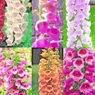 2000+ FOXGLOVE MIX SEEDS FALL PERENNIAL FLOWERS EXCELSIOR PEST RABBIT RESISTANT