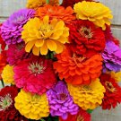 120+ ZINNIA GIANTS SPRING MIX SEEDS FLOWERS FALL BLOOMS BUTTERFLIES BEES BOGO US
