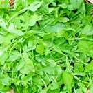 ARUGULA 2000+ SEEDS SPRING VEGETABLE GARDEN SALAD GREENS HERBS MICROGREENS BULK ,