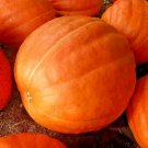 PUMPKIN BIG MAX AUTUMN GIANT PRIZE WINNING HEIRLOOM NON-GMO 10 SEEDS SQUASH USA