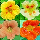 NASTURTIUM SPRING MIX 20 SEEDS DROUGHT SHADE TOLERANT FLOWERS DWARF BEES EDIBLE
