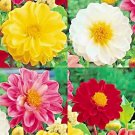 DAHLIA RARE DWARF SUMMER MIX HUGE FLOWERS GARDEN CONTAINERS BEES 20 SEEDS USA