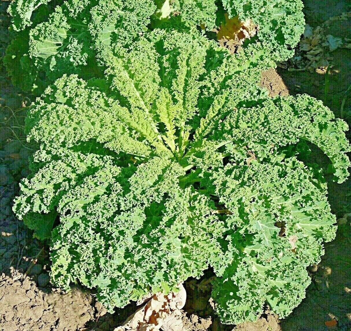 3000+ RUSSIAN KALE SEEDS SPRING VEGETABLE MICROGREENS GARDEN SALADS NON-GMO USA