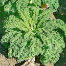 3000+ RUSSIAN KALE SEEDS SPRING VEGETABLE MICROGREENS GARDEN SALADS NON-GMO USA