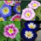80 MORNING GLORY DWARF COLLECTION SEEDS FLOWERS CONTAINERS POTS BLOOMS GARDEN US