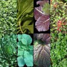 1000+ ASIAN LEAFY MIX SEEDS SPRING MICRO-GREENS SALAD HEIRLOOM NON-GMO TASTY USA