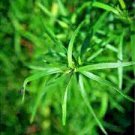1100+ TARRAGON SEEDS SPRING PERENNIAL HERB FLOWER GARDEN ANISE NON-GMO HEIRLOOM