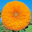 125+ TEDDY BEAR SEEDS DWARF SUNFLOWER PLANTING POLLINATORS NON-GMO FLOWER BEES