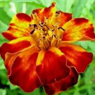 FRENCH MARIGOLD MIX 125 SEEDS AUTUMN FLOWER MOSQUITO INSECT REPELLENT BEES USA