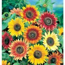 400+ SUNFLOWER AUTUMN BEAUTY MIX SEEDS RARE GIANT TALL POLLINATORS BEES GARDEN
