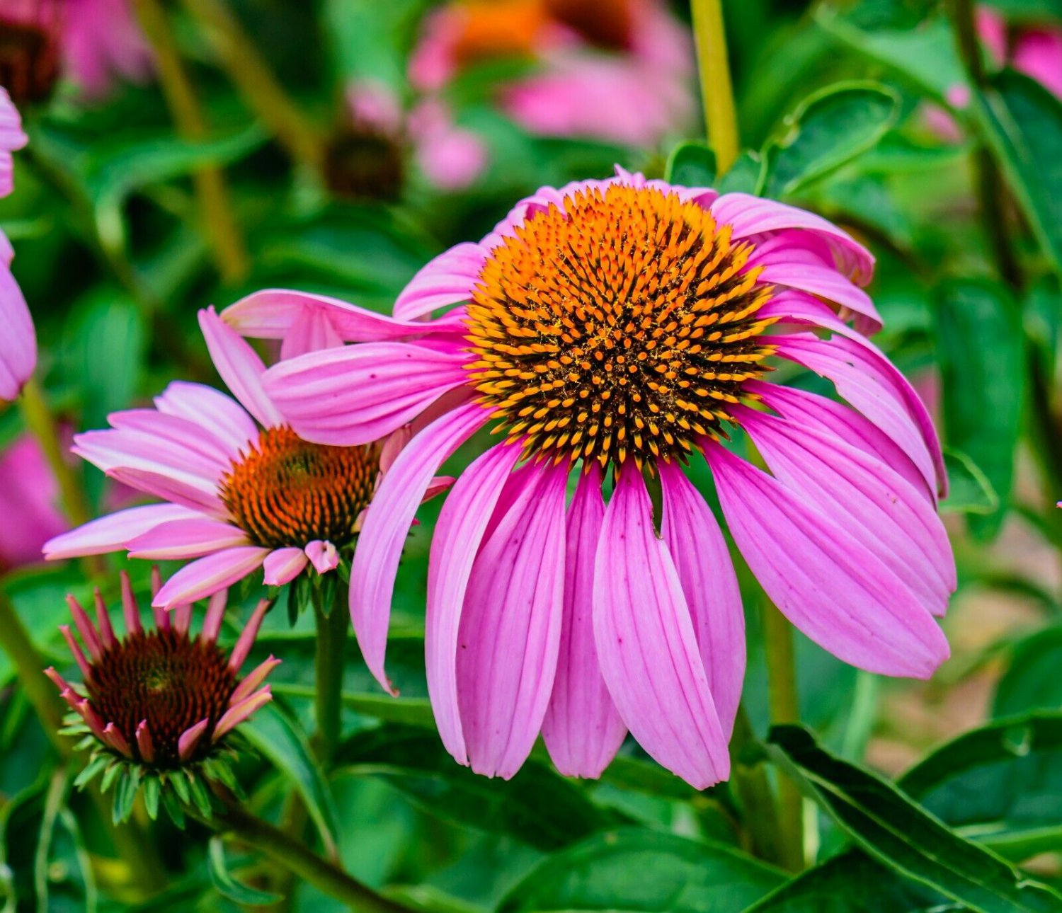 ECHINACEA PURPLE RED CONE SPRING PERENNIAL FLOWER WILDFLOWER BEES 30 SEEDS USA
