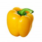 CALIFORNIA WONDER YELLOW PEPPER AUTUMN FALL CONTAINER HEIRLOOM 25 SEEDS NON-GMO