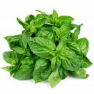 5000+ GENOVESE BASIL SEEDS LARGE LEAF HEIRLOOM NON-GMO GARDEN EASY HERB POTS USA