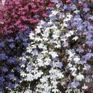Lobelia Erinus - Fountain Mix- 100 seeds