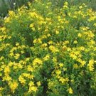 St. John's Wort- 250 Seeds