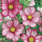 Cosmos (Bipinnatus Sensation)- Picotee Mix 100 Seeds