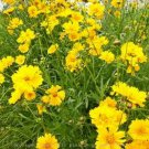 Coreopsis - Lance Leaf- (Lanceolata)- 200 Seeds