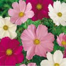 Cosmos- Bipinnatus -Sensation Mix colors- 100 Seeds
