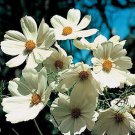 Cosmos Bipinnatus Sensation Purity White- 100 Seeds