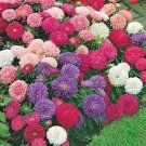 Aster- Powderpuff Mix- 50 Seeds - 50% off sale