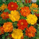 Cosmos - Bright Lights mix- 100 Seeds